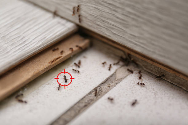 Wasp Removal Services in Chalmette, LA