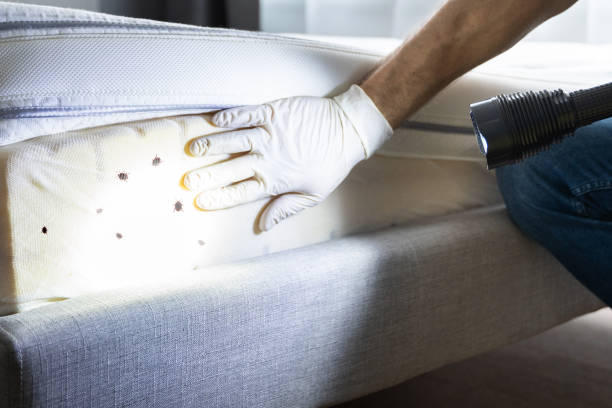 Best Local Pest Control Services  in Chalmette, LA